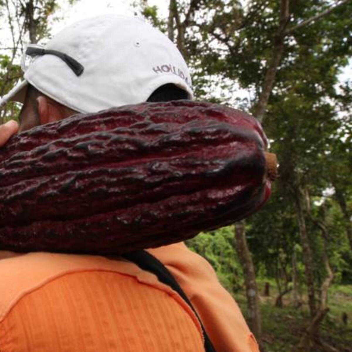 El cacao cambia vidas: Fedecacao