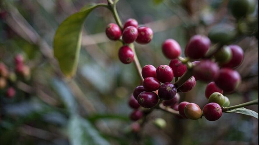 Producción de café cayó 4% en los últimos 12 meses. Foto: Colprensa