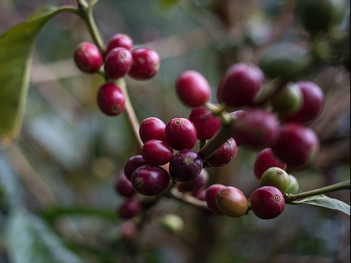 Producción de café cayó 4% en los últimos 12 meses