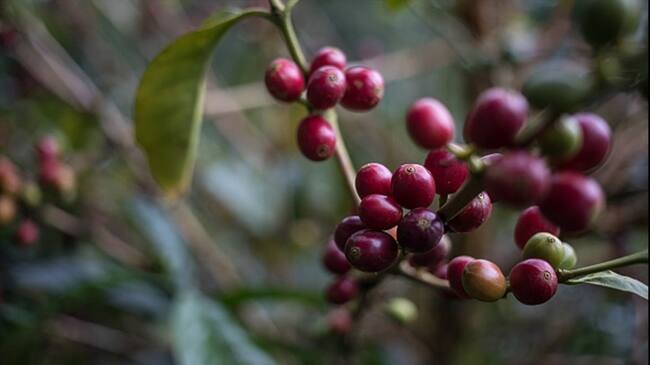 Producción de café cayó 4% en los últimos 12 meses. Foto: Colprensa