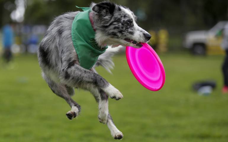 Día mundial de los animales, ¿por qué se celebra?