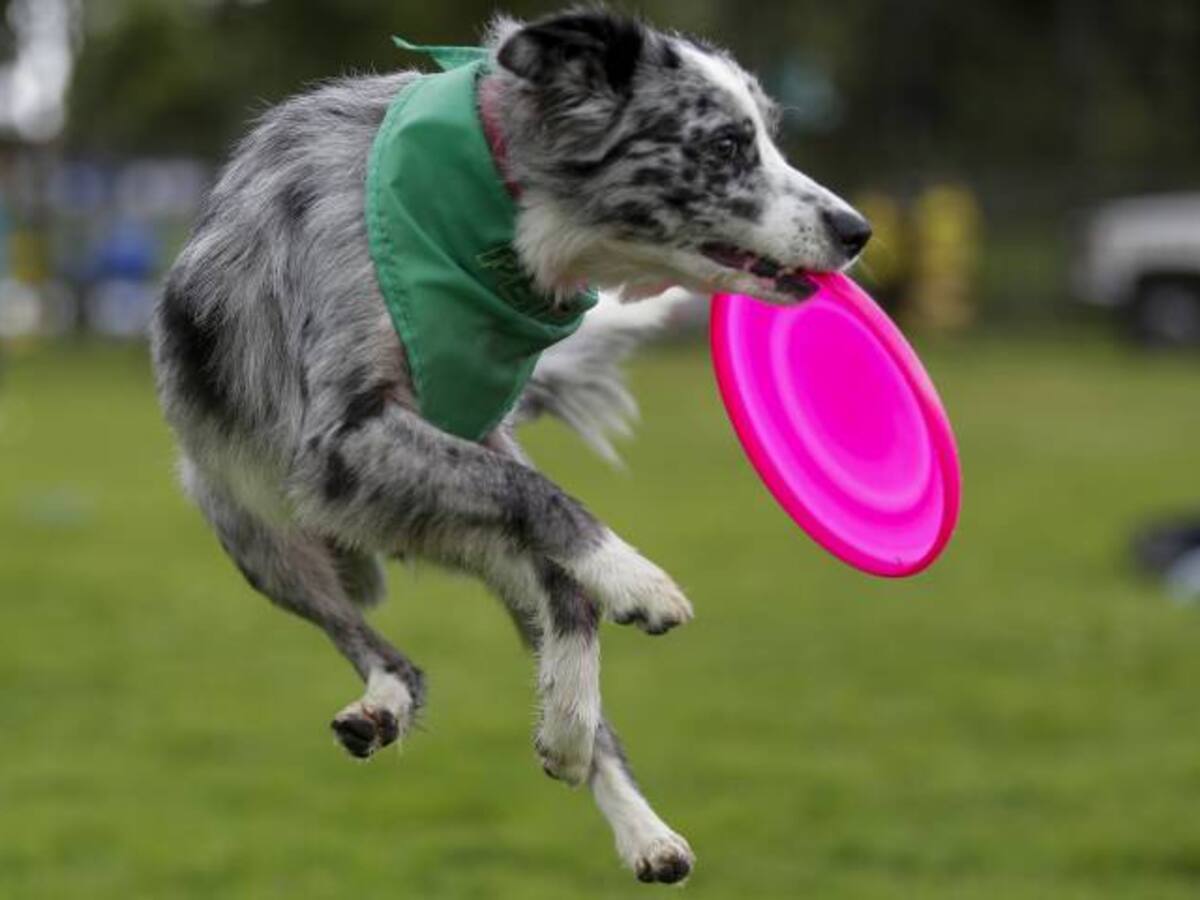 Día mundial de los animales, ¿por qué se celebra?