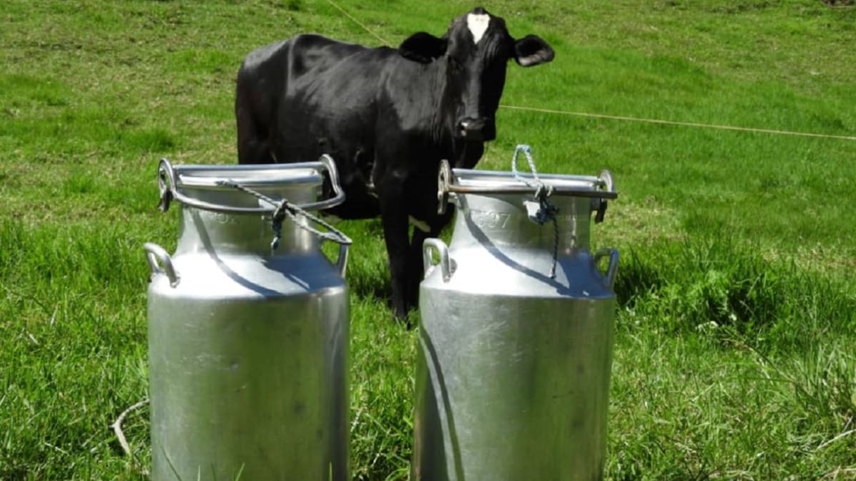 En tres meses habrá escasez de leche en el Norte de Antioquia: alcaldes