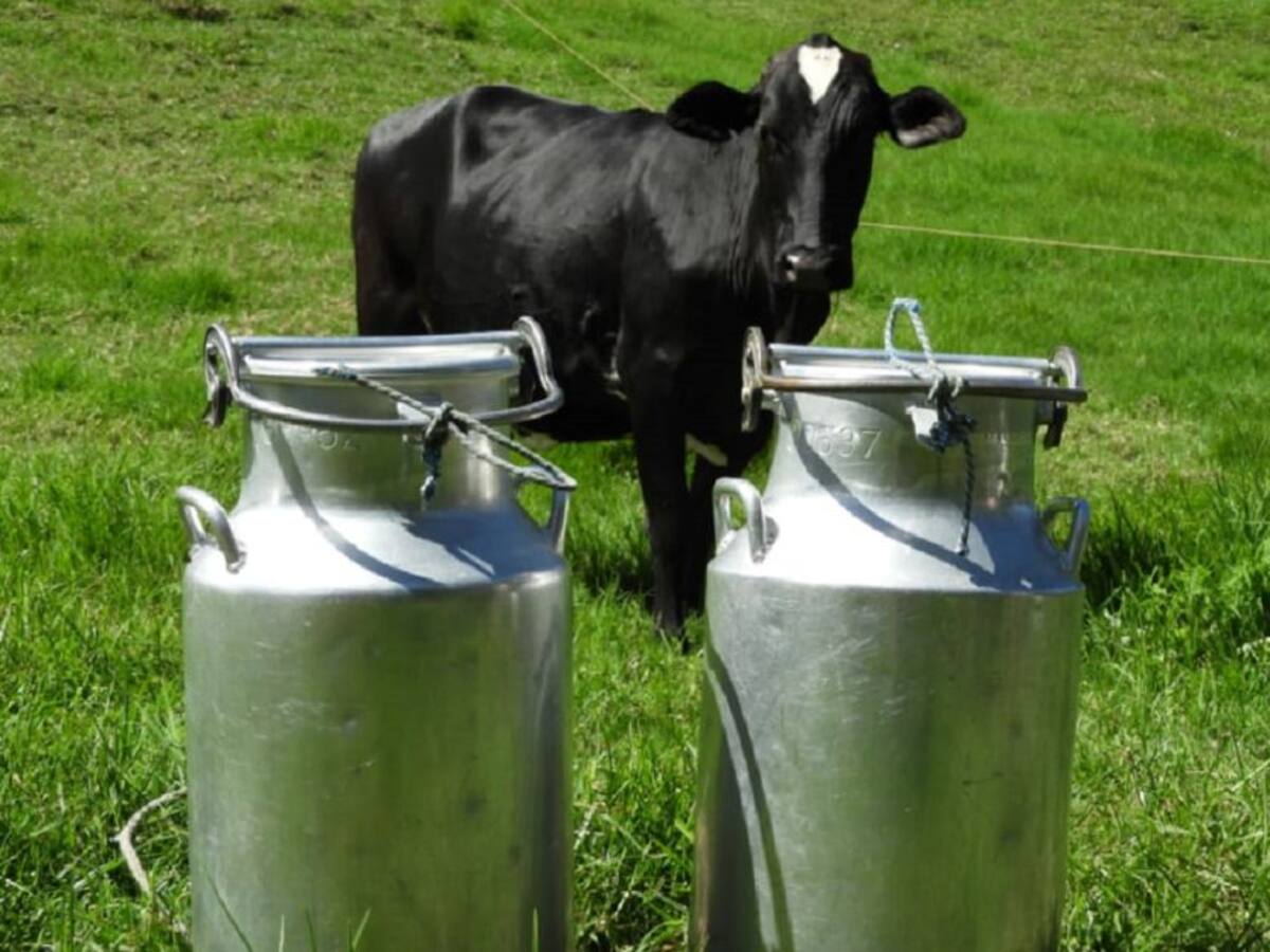 En tres meses habrá escasez de leche en el Norte de Antioquia: alcaldes