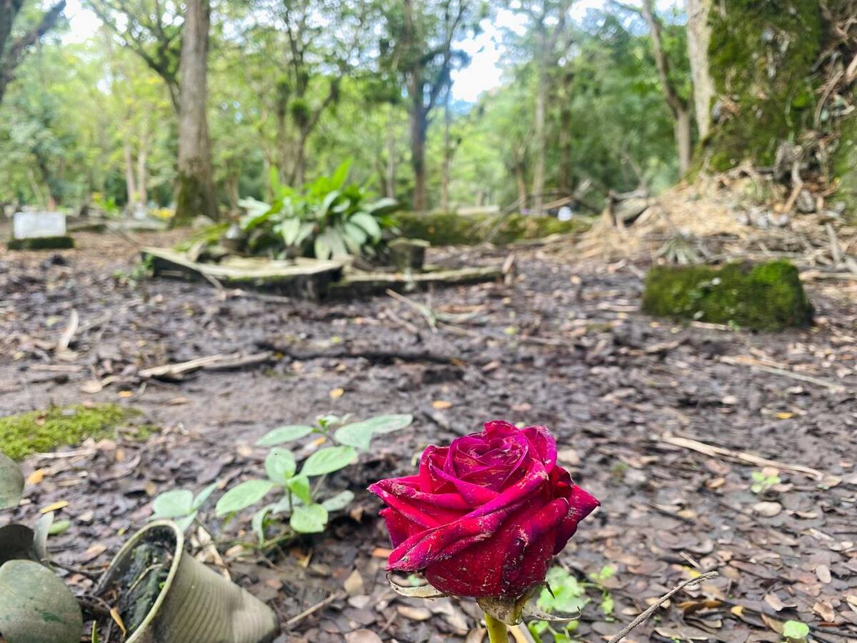 En cementerio, no se pueden encontrar cuerpos de desaparecidos, porque la maleza no lo permite