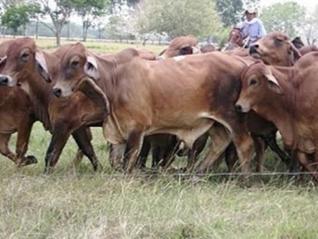 Alto costo de los insumos y la seguridad afecta a los ganaderos en el Tolima.