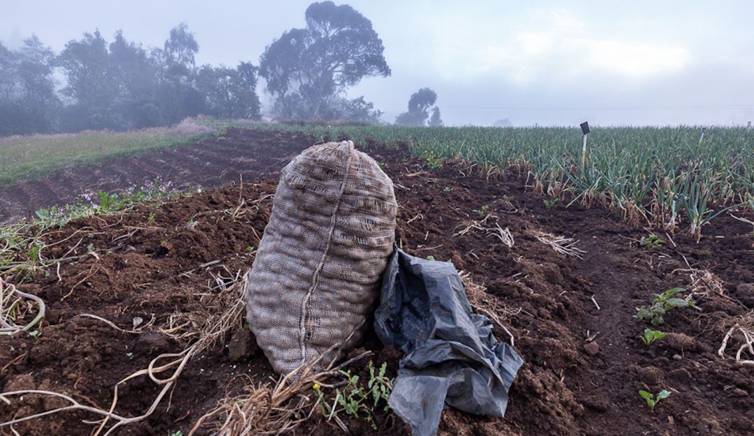 La producción de papa empezó a crecer en los años 70, al igual que la ganadería, actividades que quedaron aferradas en los habitantes.