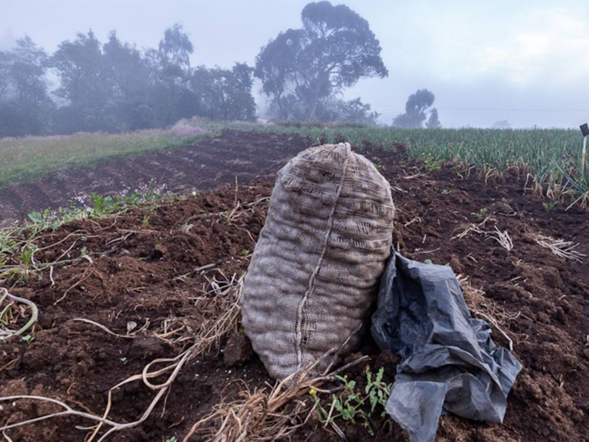 La lucha por el renacer del páramo de Guerrero