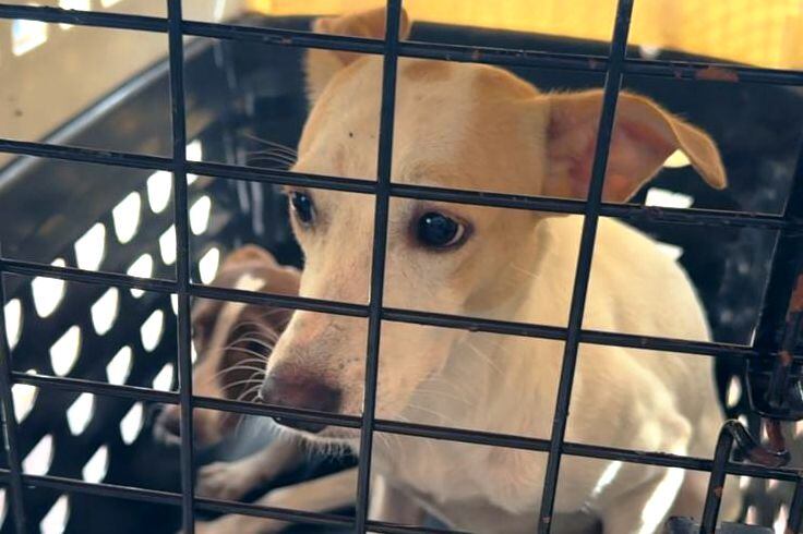 Garantiza el bienestar de 42 animales domésticos durante operativo en Chambacú, sector Papayal