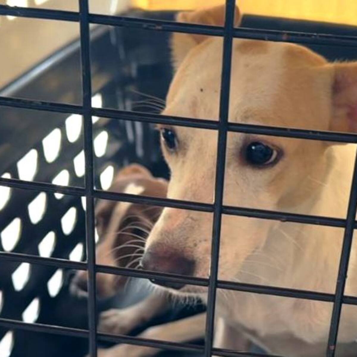 Garantizan el bienestar de 42 animales domésticos durante operativo en Chambacú, sector Papayal