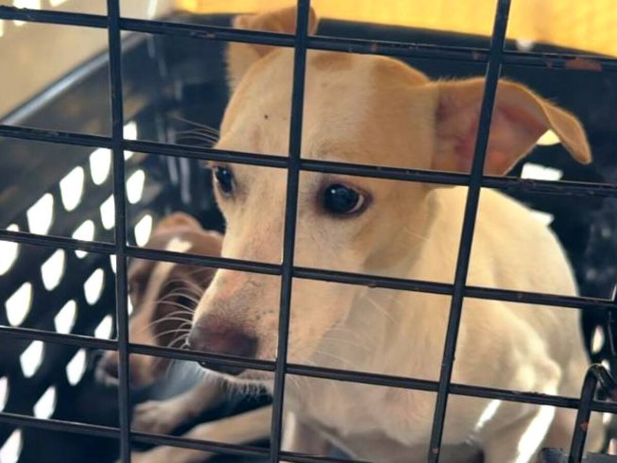Garantizan el bienestar de 42 animales domésticos durante operativo en Chambacú, sector Papayal