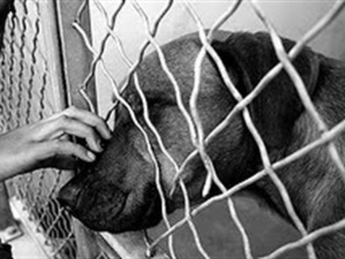 5 personas condenadas por tráfico ilegal de perros para el consumo humano