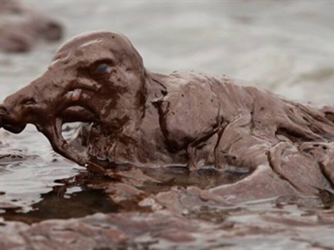 Fotos de aves atrapadas en el petróleo en las costas de Luisiana