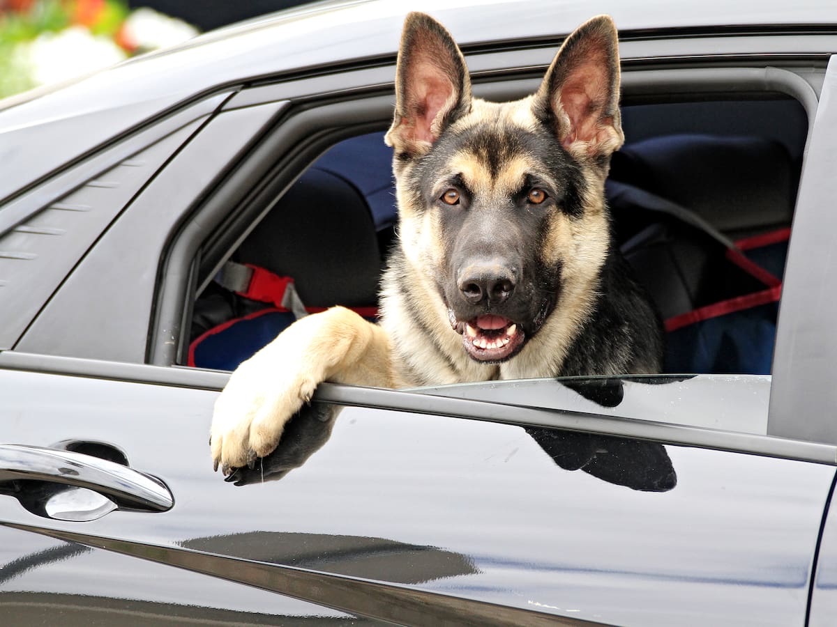 Estos son los perros que pueden detectar enfermedades en sus dueños ¿Está el suyo?