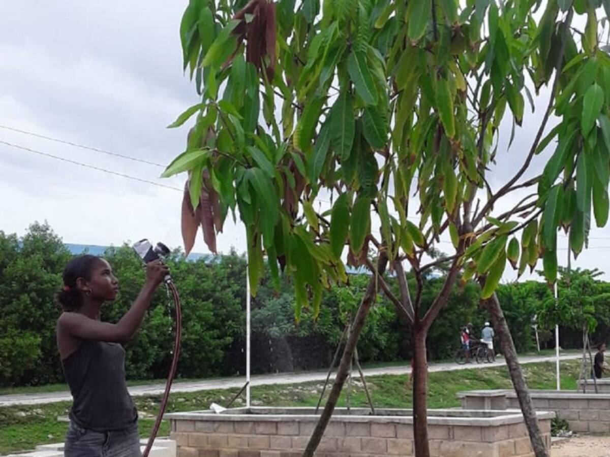 Árboles retirados en Bocagrande ahora están en La Esperanza