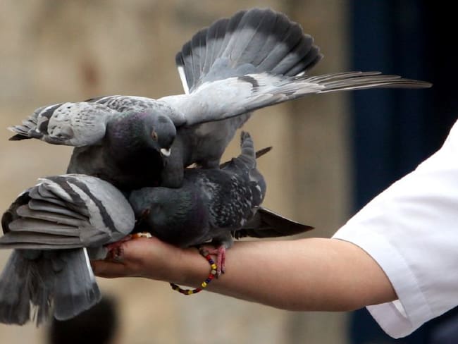 Inició traslado de palomas enfermas de la Plaza de Bolívar