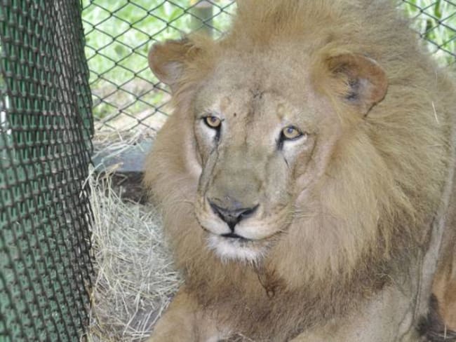 A Sudáfrica viajan este fin de semana nueve leones entregados por un circo