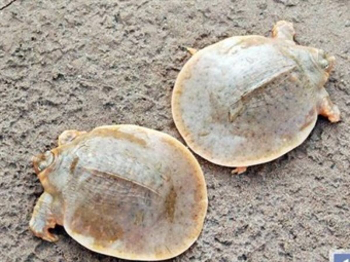 Monjes budistas luchan contra la extinción de una rara tortuga en Camboya