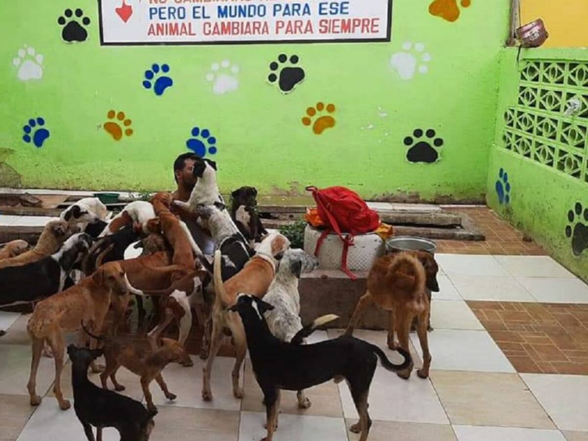 En Flandes más de 30 animales han sido abandonados en la cuarentena