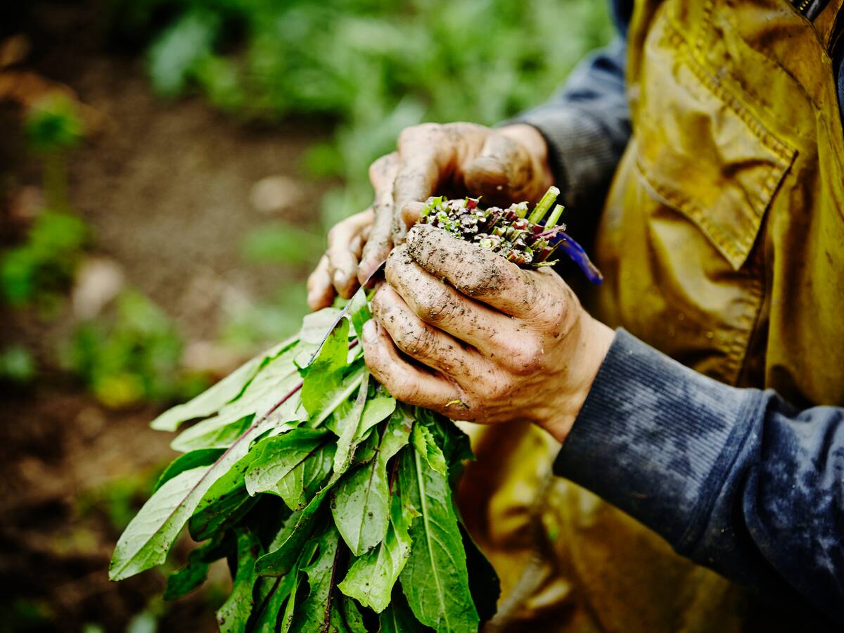 Día del Campesino Colombia: SENA certifica instructores y financia proyectos agrarios