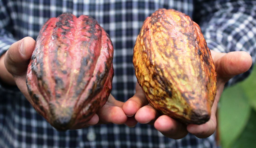 ICA se reunió con productores de Bolívar para mejorar cultivo del cacao