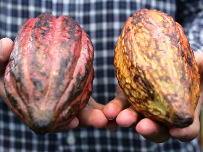 ICA se reunió con productores de Bolívar para mejorar cultivo del cacao