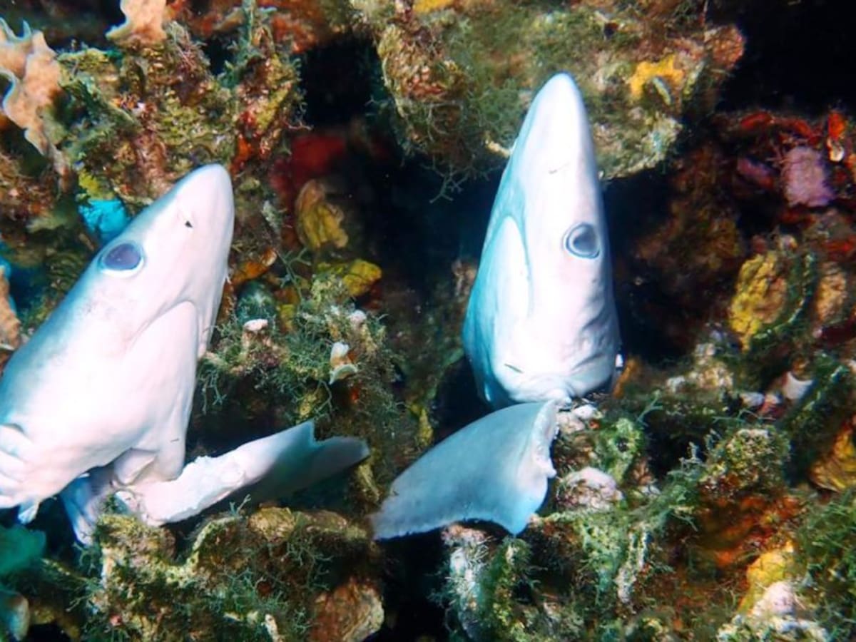 Buzos encuentran crías de tiburones despedazadas en las Islas del Rosario