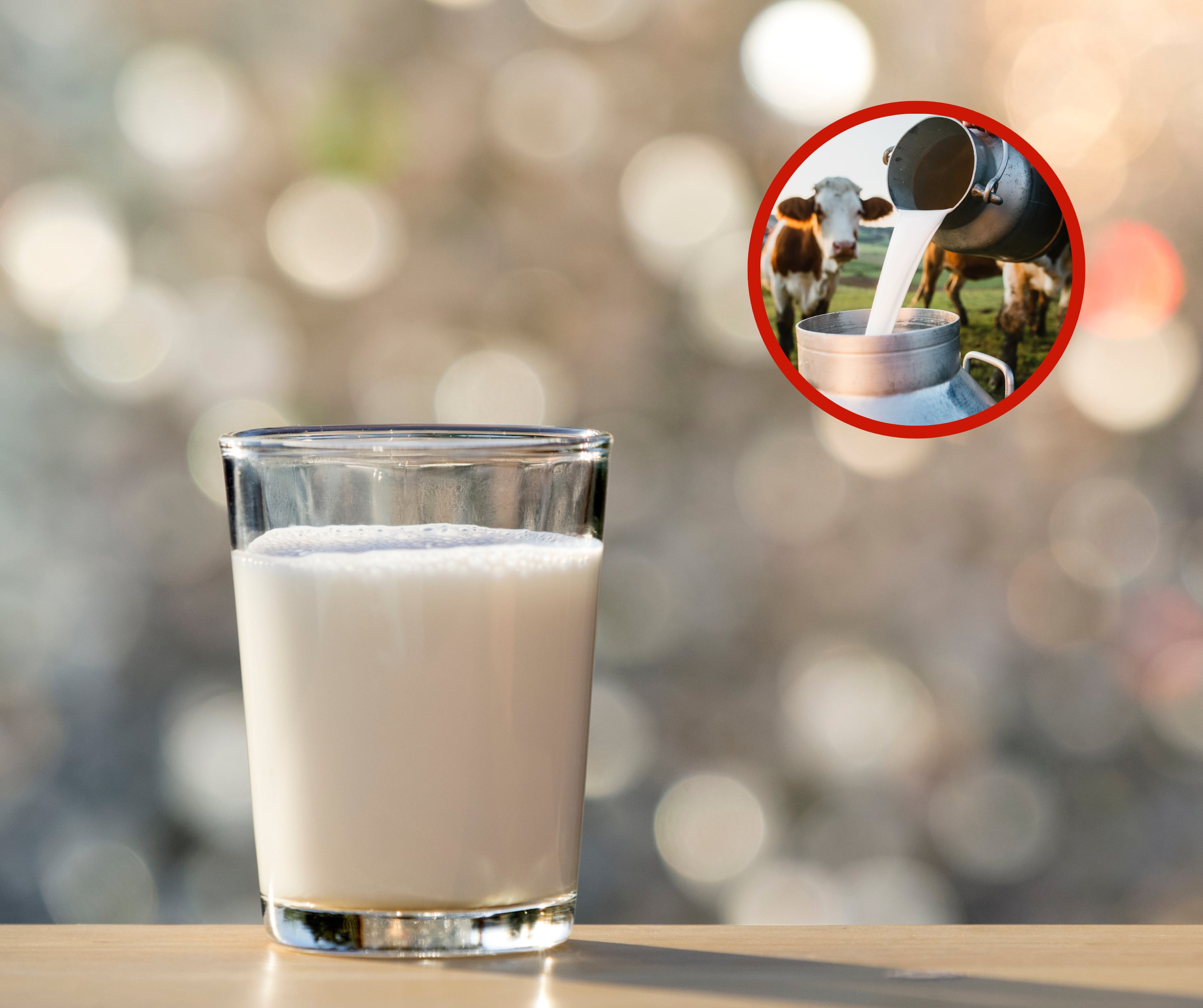 Vaso de leche junto a una persona que está en el campo (Fotos vía Getty Images)
