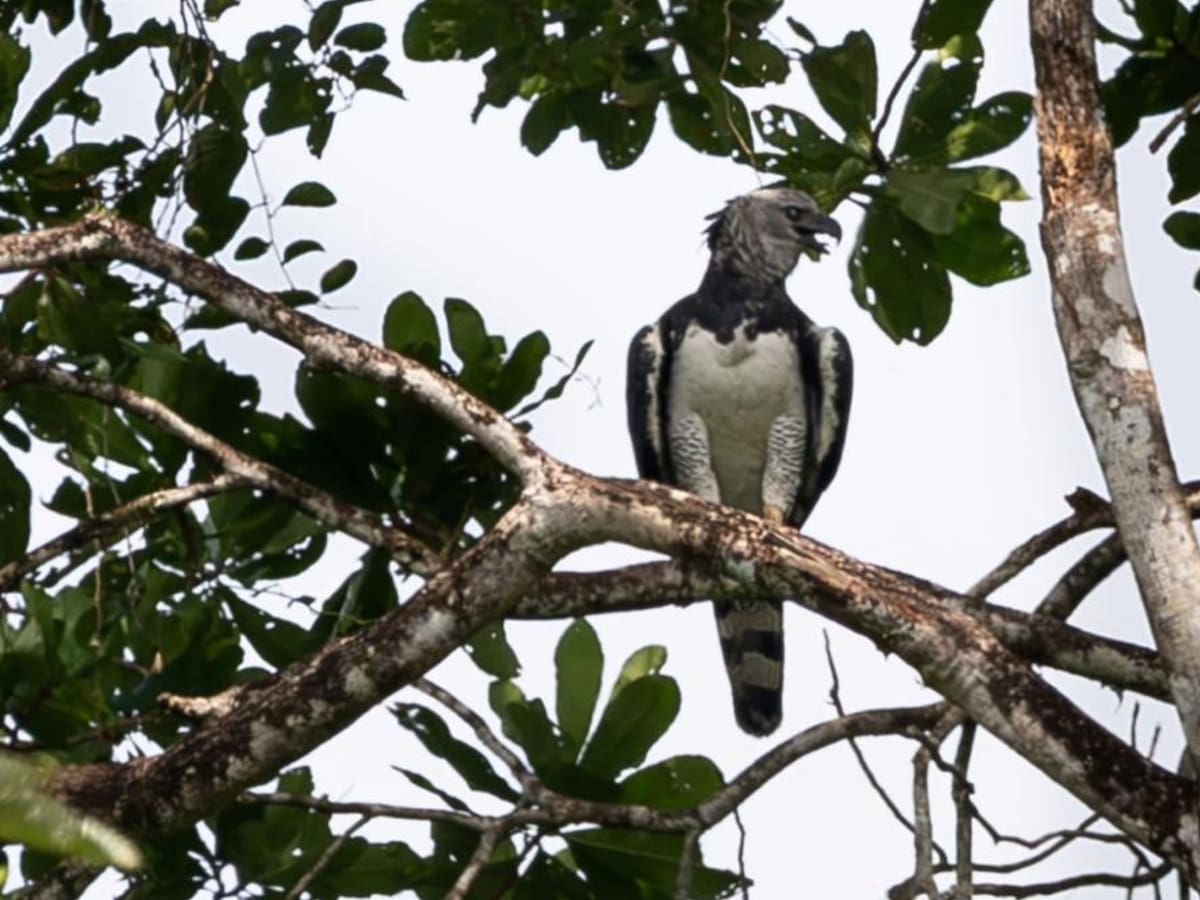 Primer registro de una Águila Arpía en el Valle del Cauca