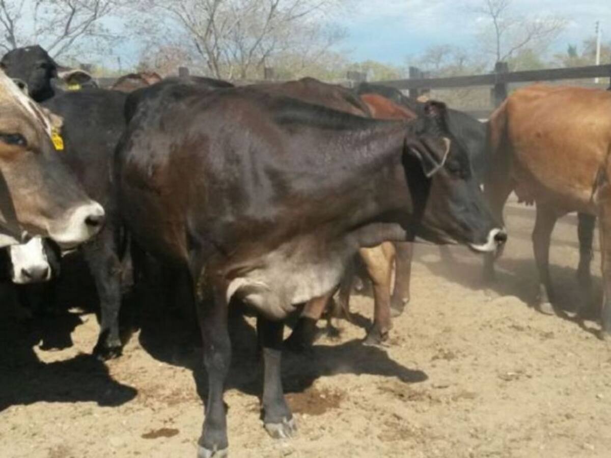 En más de un 90% se ha reactivado la comercialización de queso en Tolima