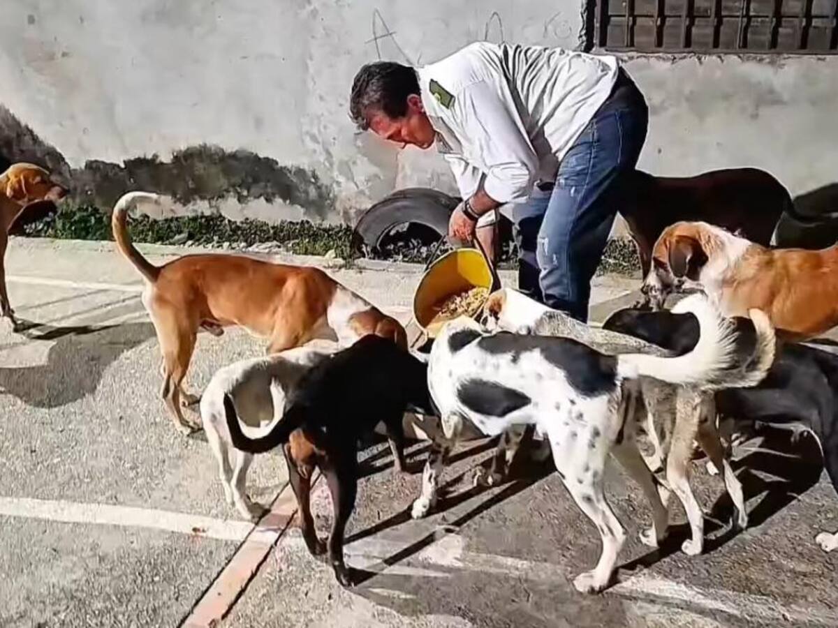 Héroe sin capa: El conductor que alimenta perros en Rionegro