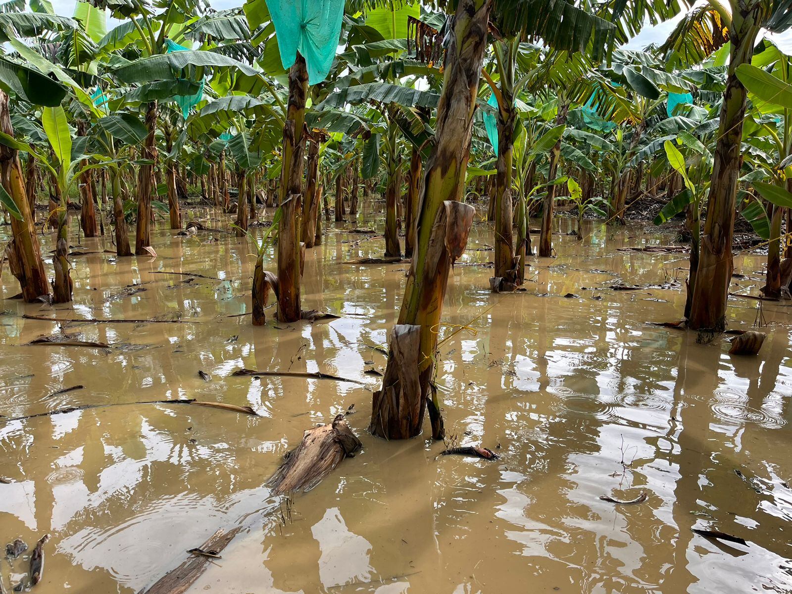 Inundaciones en Urabá. Foto: cortesía