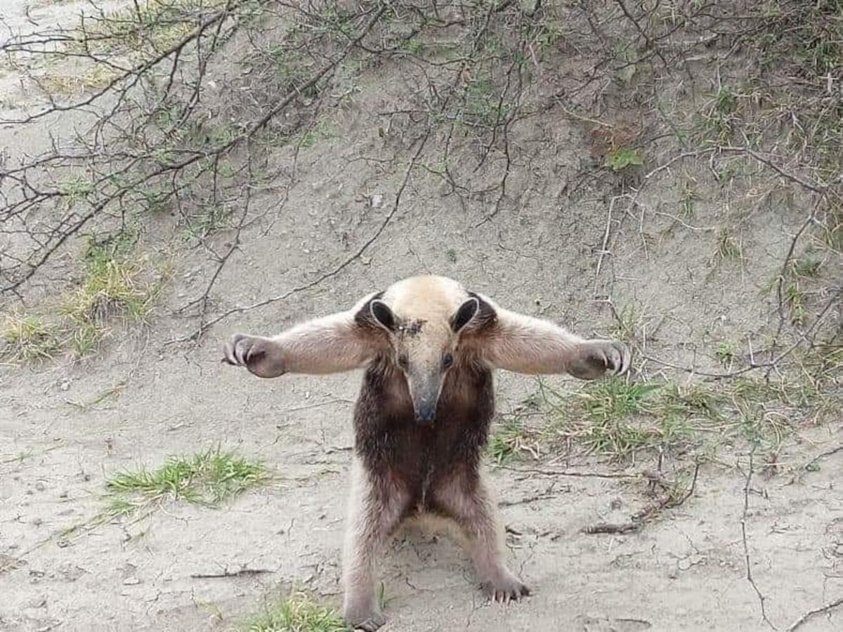 Avistamiento en Desierto de La Tatacoa de oso Tamanduá mexicano