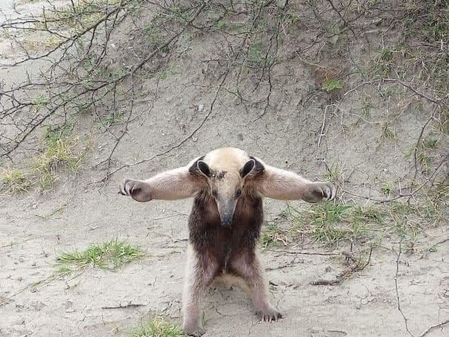 Osos en busca de alientos. Foto Guillermo Hernández.