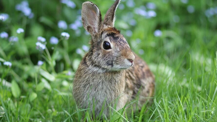 La Dra. Magnolia Martínez habló en Sigue la W sobre los testeos que realizan algunas empresas en animales para crear sus productos. . Foto: Getty Images