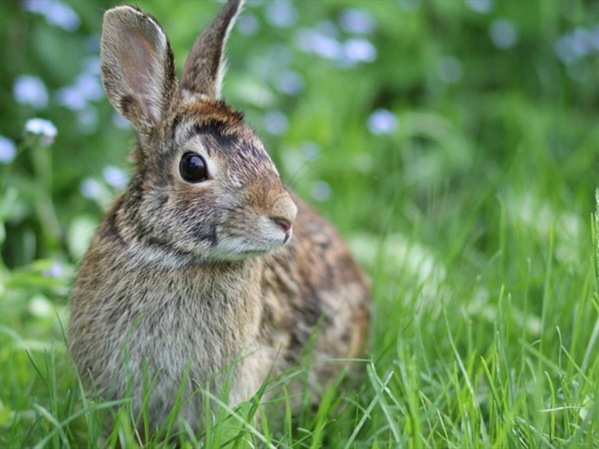 Consejo de Estado ordena al gobierno reglamentar ley que prohíbe testeo de maquillaje en animales