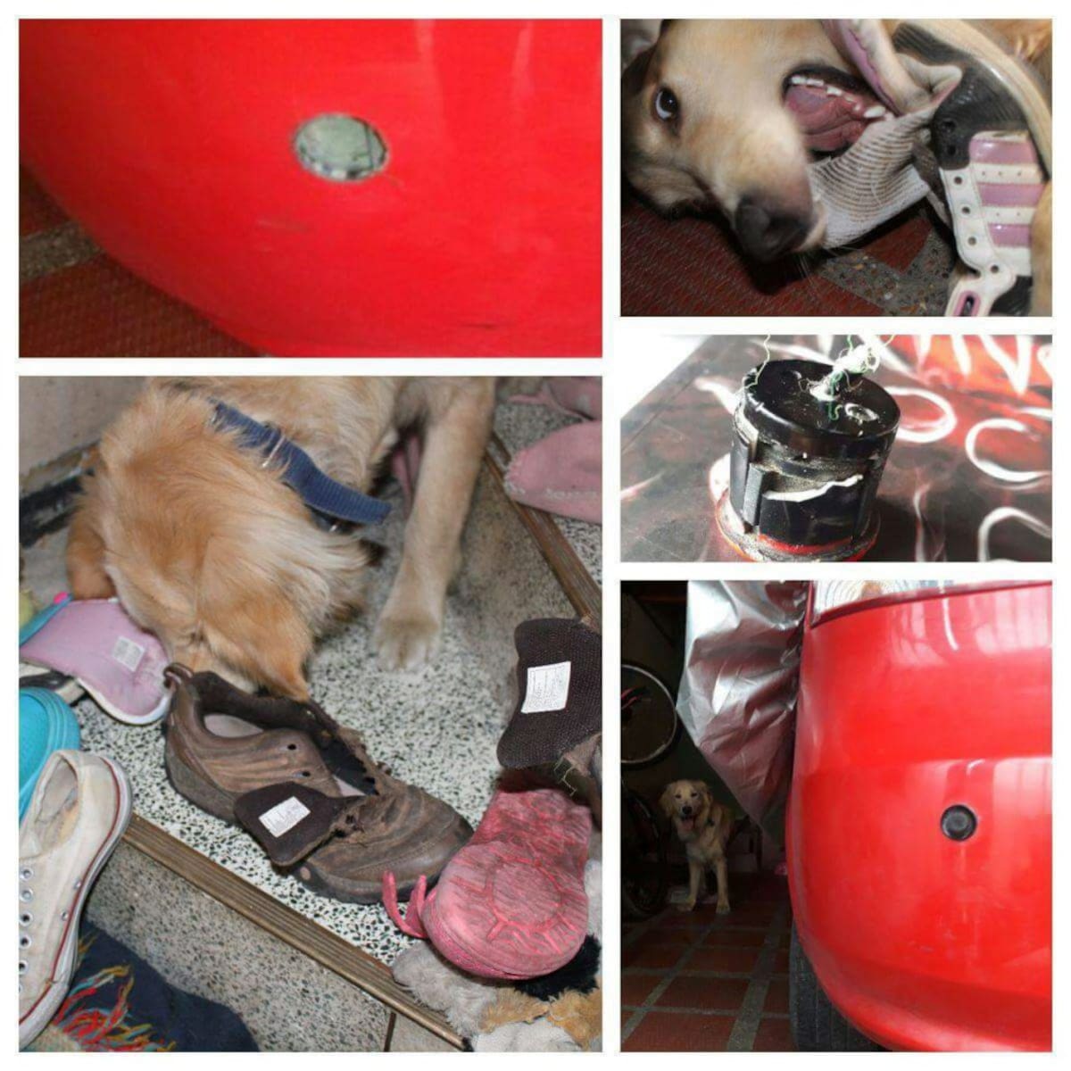 Erika Palacios nos envío la travesura de su perro Jovys con todos losa zapatos, ya tiene una colección.