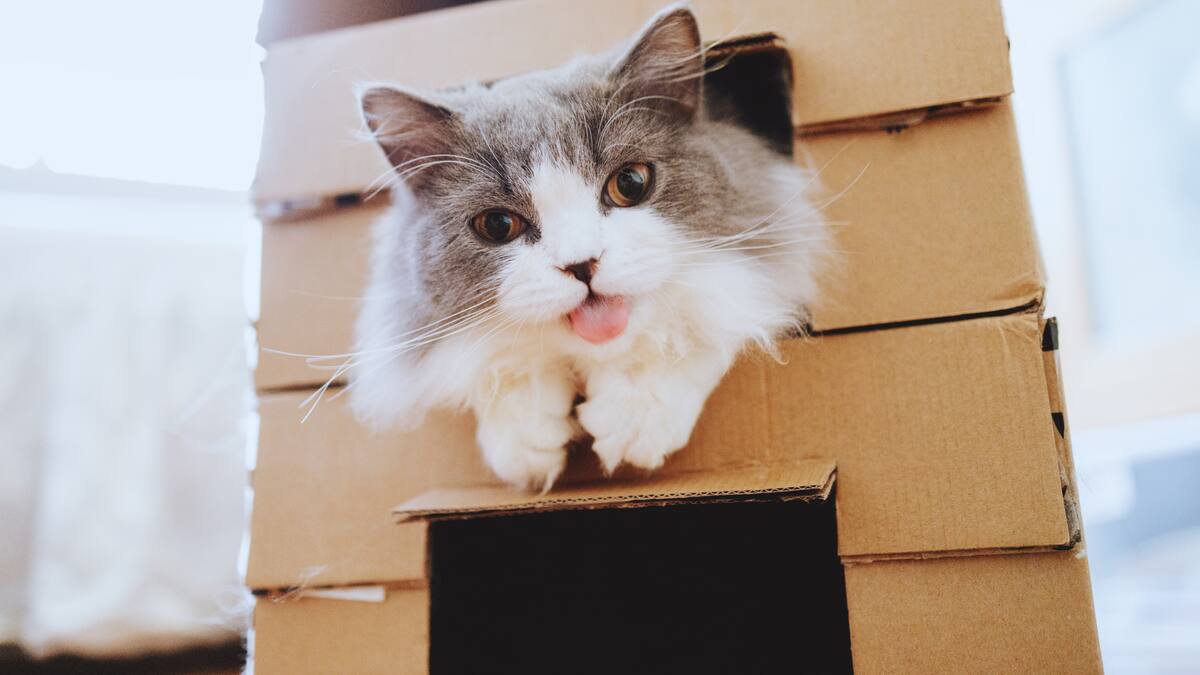 ¿Cómo entretener a un gato dentro de casa? 7 juguetes que puede hacer fácilmente