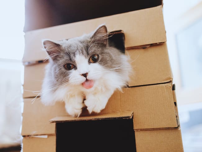 Gato jugando en una caja // Getty Images