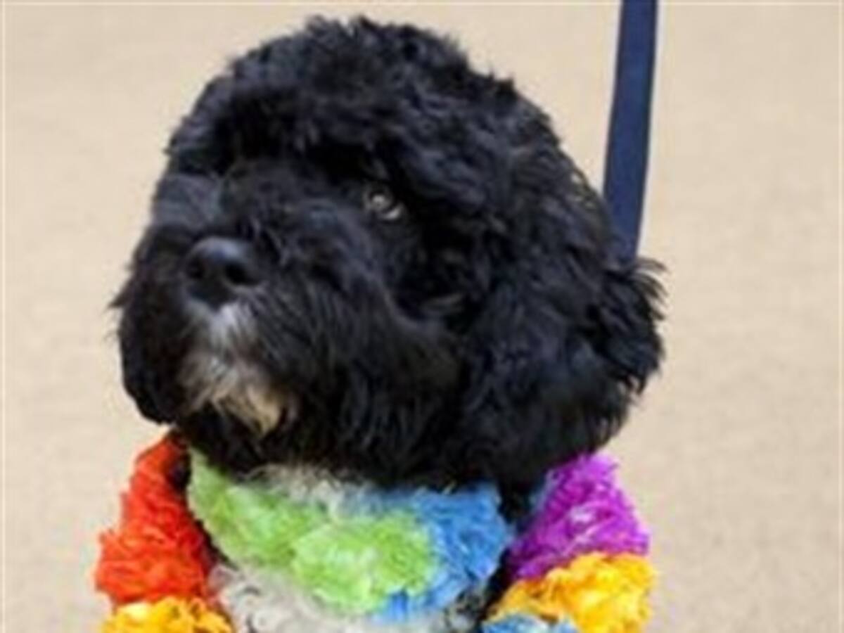Los Obama ya tienen perro y se llama 'Bo'
