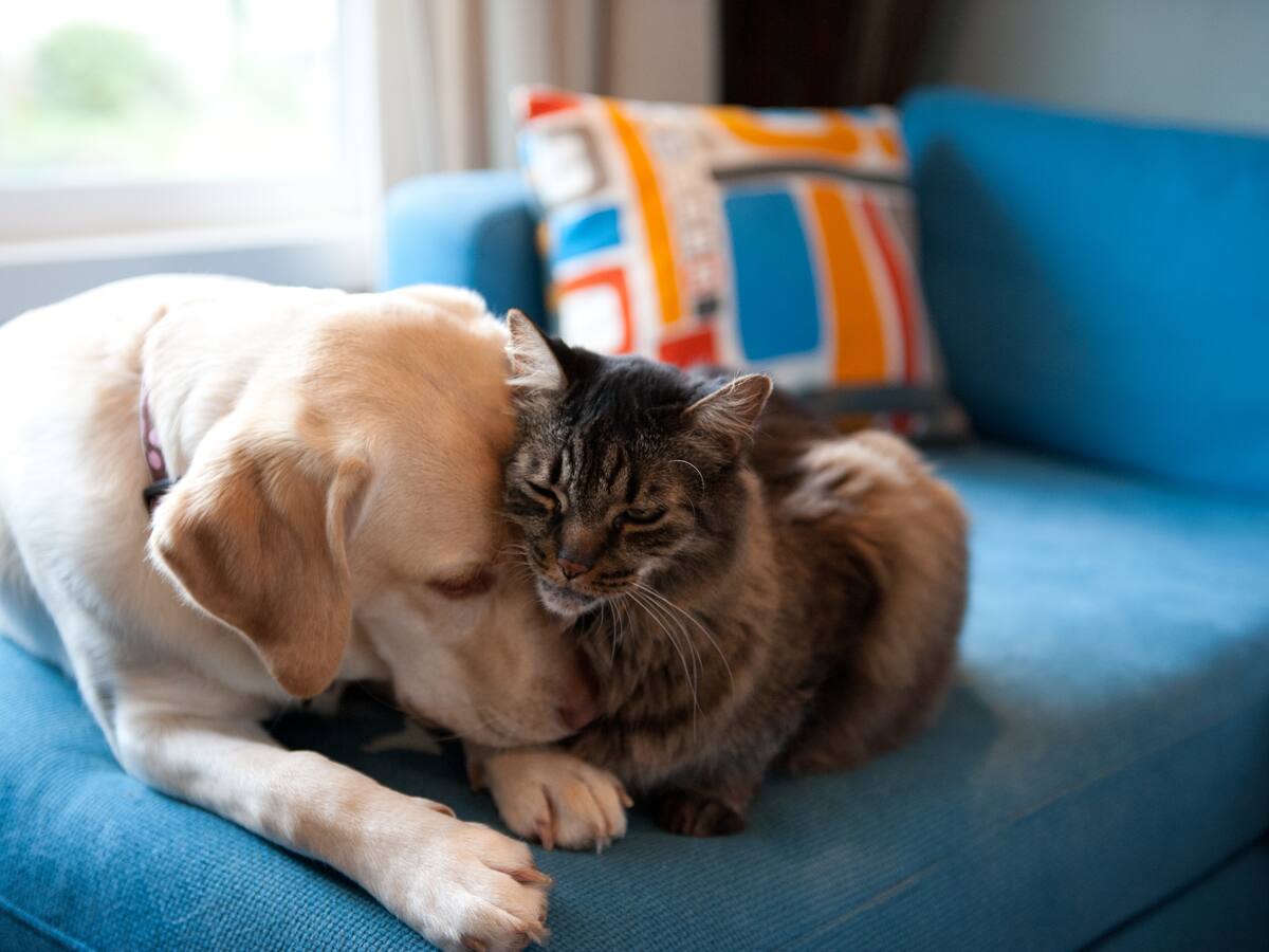 Jornada gratuita esterilización perros y gatos en Bogotá: Requisitos y cómo agendar turno