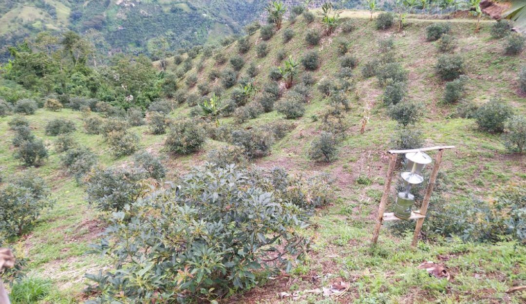 Los cultivos de aguacate se afectaron por las fuertes lluvias.