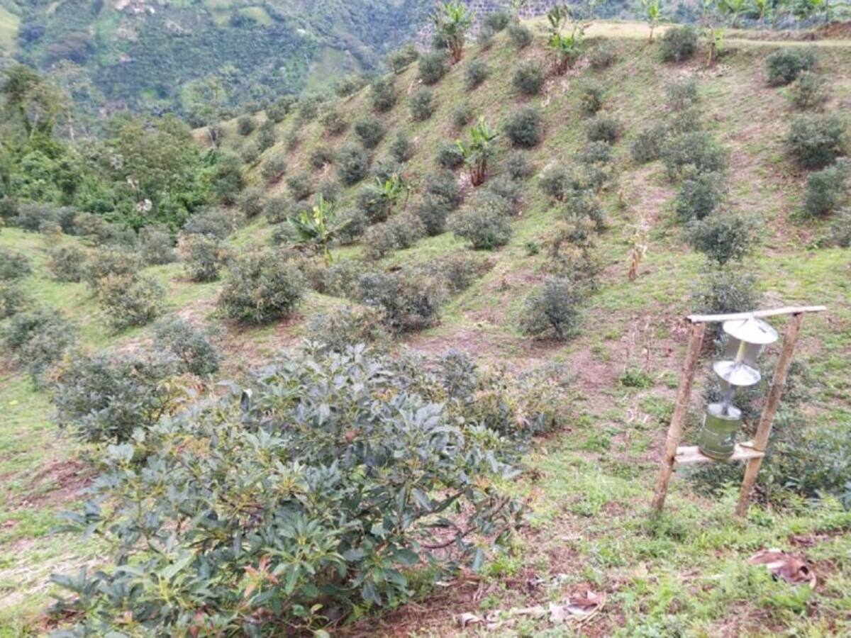 Productores de aguacate del Tolima están en crisis