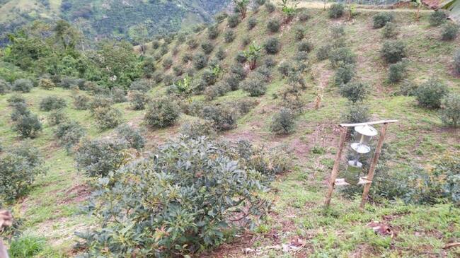 Los cultivos de aguacate se afectaron por las fuertes lluvias.