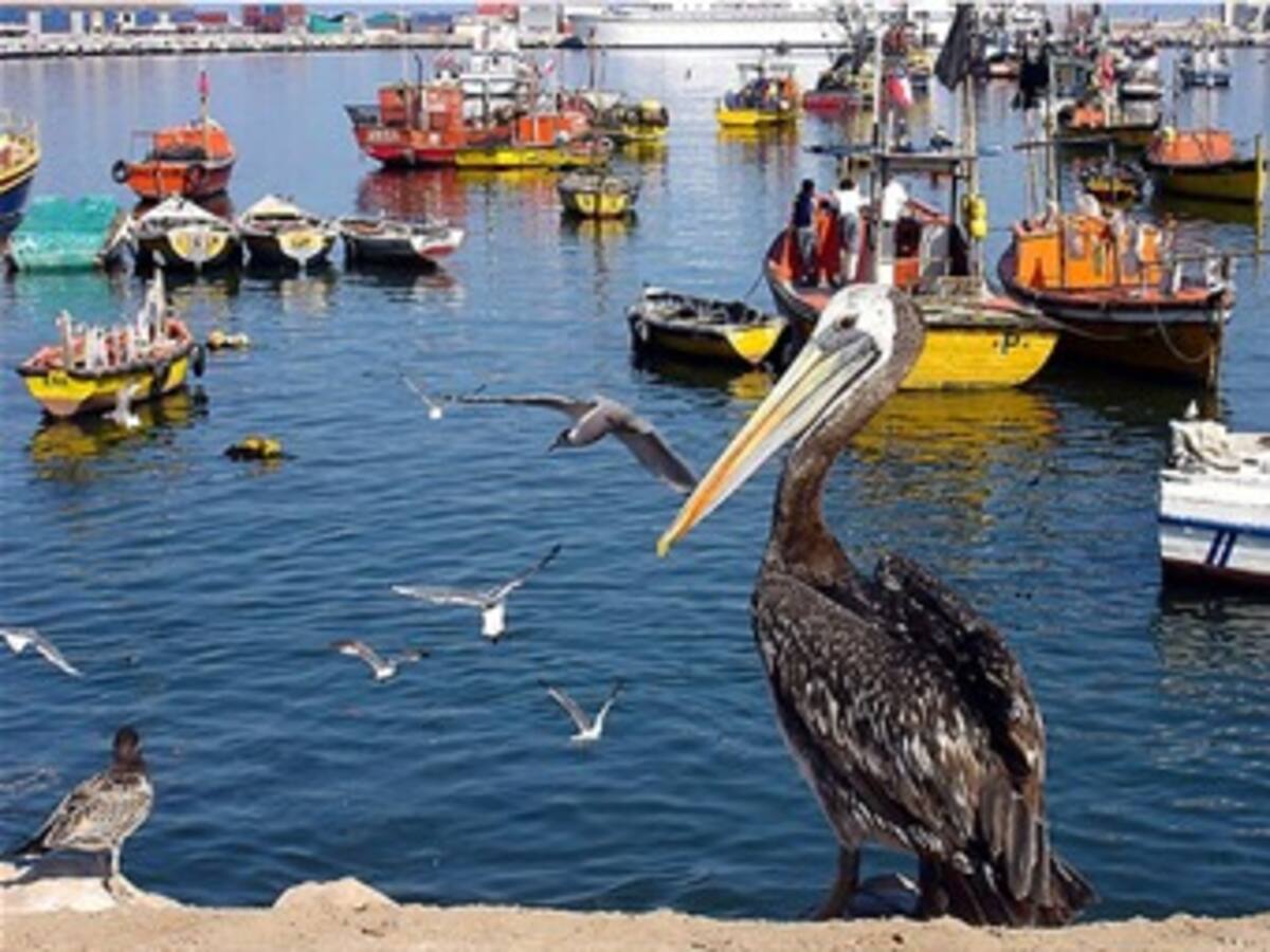 Agonizan los recursos pesqueros de Colombia