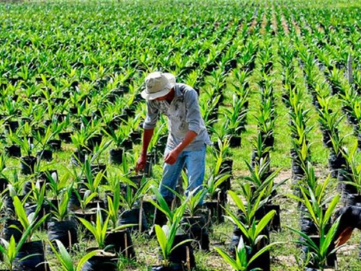 Palmicultores viven época de bonanza por precios históricos