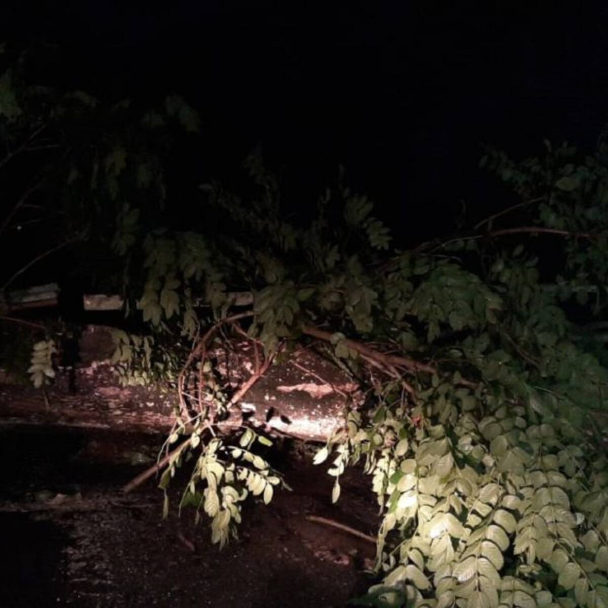 Fuertes vientos y lluvias dejan casas y vías afectadas en Caicedonia