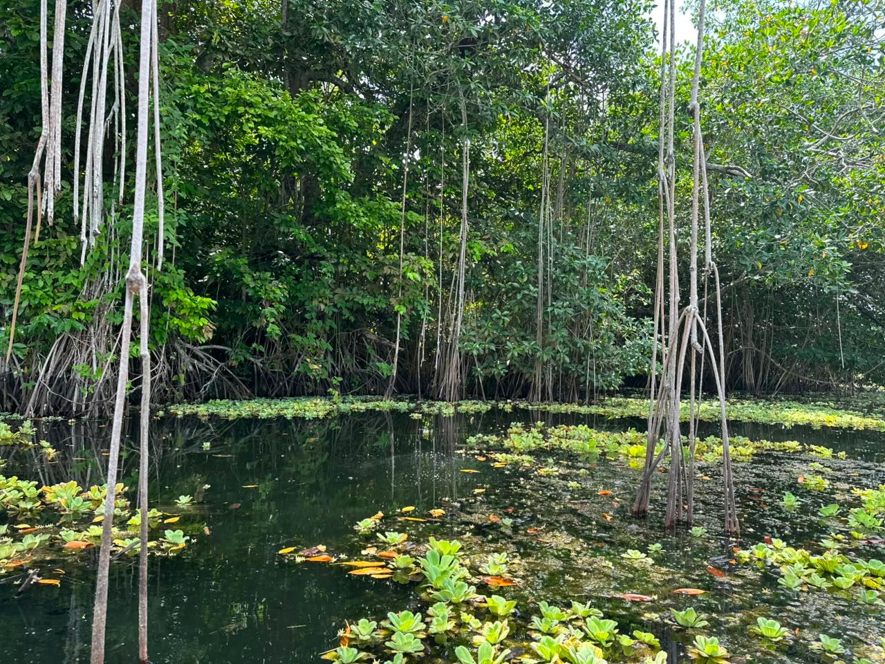 Este es el programa ambiental de Córdoba que atrajo a cinco países africanos. Foto: prensa Vida Manglar.