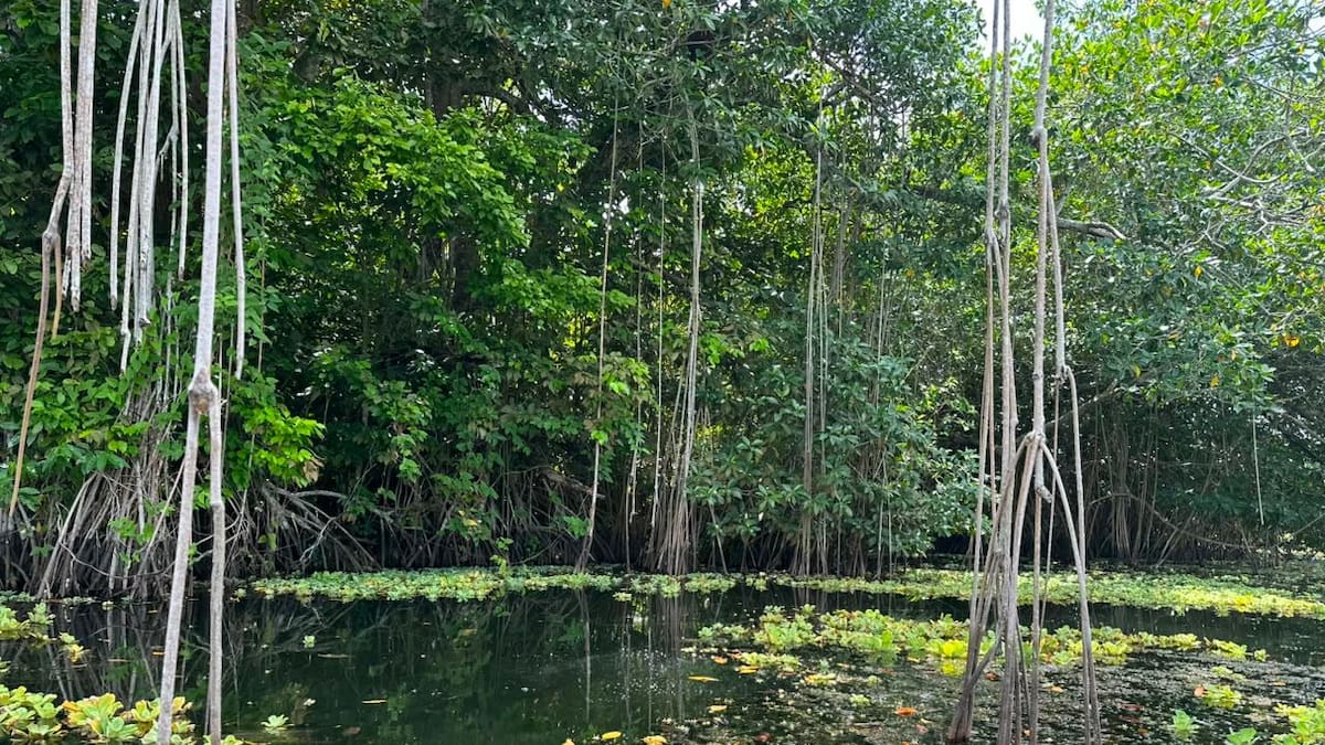 Este es el programa ambiental de Córdoba que atrajo a cinco países africanos