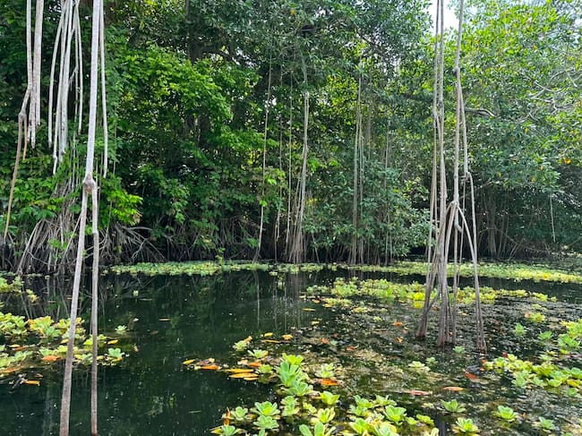 Este es el programa ambiental de Córdoba que atrajo a cinco países africanos. Foto: prensa Vida Manglar.